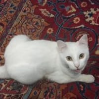 Sky sucht dich, Kater zur Adoption