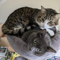 Pebbles & Ron suchen zusammen, Kater zur Adoption