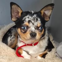LITTLE TIM - herzallerliebst&lustig, Hund zur Adoption