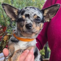 LITTLE RESI - zuckersüße Maus, Hündin zur Adoption