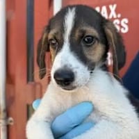 IVO LIO - ausgesetzt zum Sterben, Hund zur Adoption