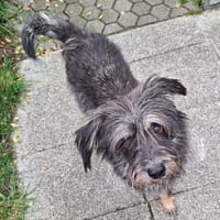 PERCY - sanftes Kerlchen, Hund zur Adoption