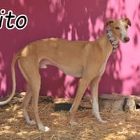Finden auch Sie Fito unglaublich 🤩🤩, Hund zur Adoption