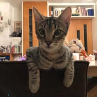 Monty Energiebündel und Schmusebacke, Kater zur Adoption