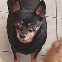 Fibi° in 67281 Kirchheim, Hündin zur Adoption