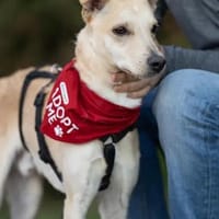 GIOVANNI PICCOLO -Dank Urlauber gerettet, Hund zur Adoption