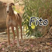 Fito versucht sein Glück 🍀, Hund zur Adoption