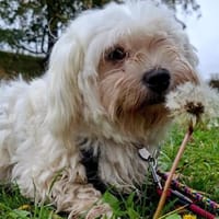 Celine° in 45711 Datteln, Hündin zur Adoption