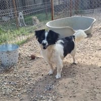 Fritzi, klein, lieb, zurückhaltend, Hündin zur Adoption