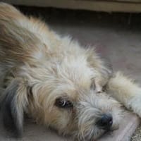Pufon - liebenswerter Junghund, Hund zur Adoption