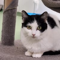 PEPITA, chatte à adopter