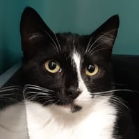 Chataignier, chat à adopter