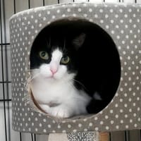 KISS QCT, chatte à adopter