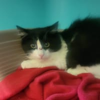 Cloclo, chat à adopter