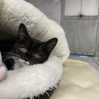 WAPITA, chatte à adopter