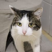 Kaky, chat à adopter