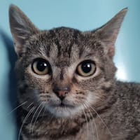 Cardboard, chat à adopter