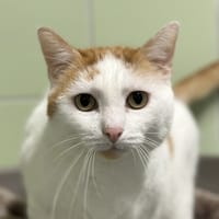 TWIXY, chat à adopter