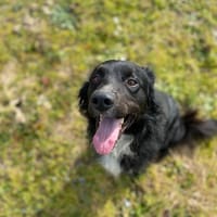 PRINCE, cane da adottare
