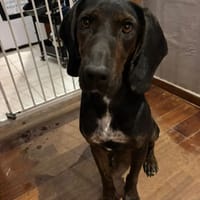 Julia, chienne à adopter