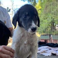 Tekki, chien à adopter