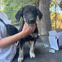 Millie, chienne à adopter