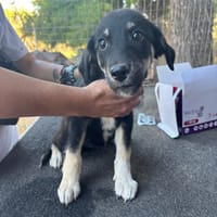 Poppy, chienne à adopter