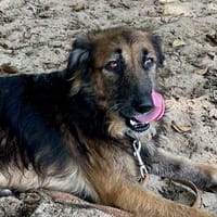 Bobby, attends sa famille, chien à adopter