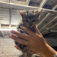 sia, chatte à adopter