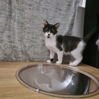 tiepola, chatte à adopter