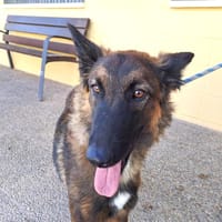 NEIRA (Maria), chienne à adopter