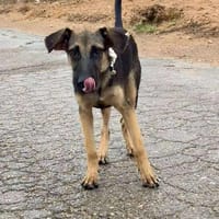 WILMA (Maria), chienne à adopter