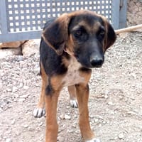 WANDA (Maria), chienne à adopter