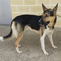 HARCOR (Maria), chien à adopter