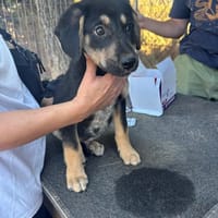 Benito, chien à adopter