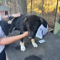 Sparky, chien à adopter