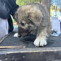 Enzo, chien à adopter