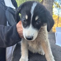 Julien, chien à adopter