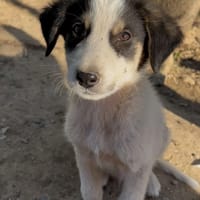 Woo, chien à adopter
