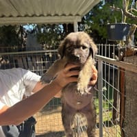 Whiskey, chien à adopter