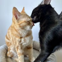 BAGHEERA & ALOHA, chatte à adopter