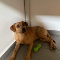 Dixy la joyeuse et dynamique louloute, chienne à adopter