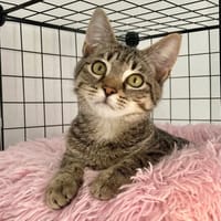 AMANDE, chatte à adopter
