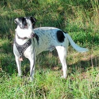 Vador l'adorable petit guerrier, chien à adopter