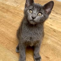 PIANA, chatte à adopter