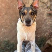 GOLFA, chienne à adopter