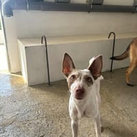 AFRICA, chienne à adopter