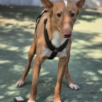BERTO, chien à adopter