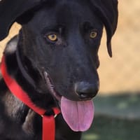 DRAGO, chien à adopter