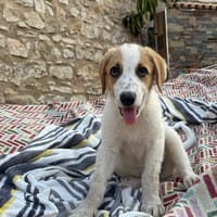 TINA, chienne à adopter